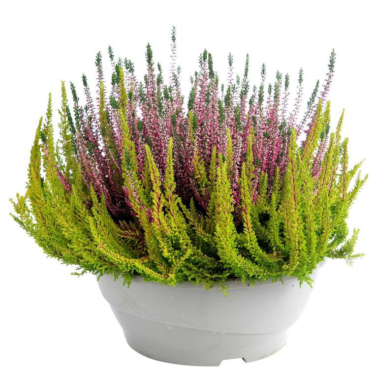 Bruy Re Callune Ou Calluna Erica Couronne Fleurs Multicolores La