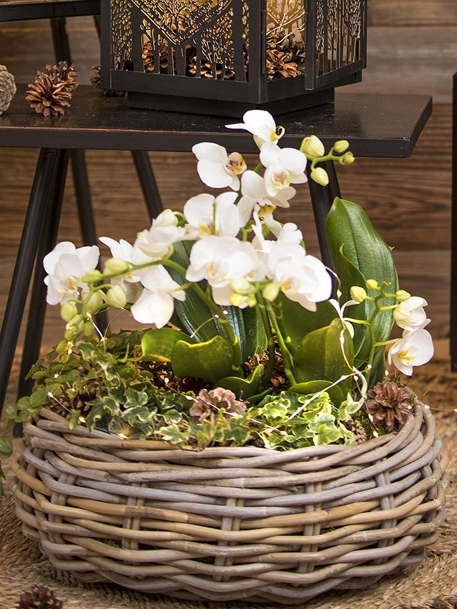 Orchidées blanches pour décoration de Noël