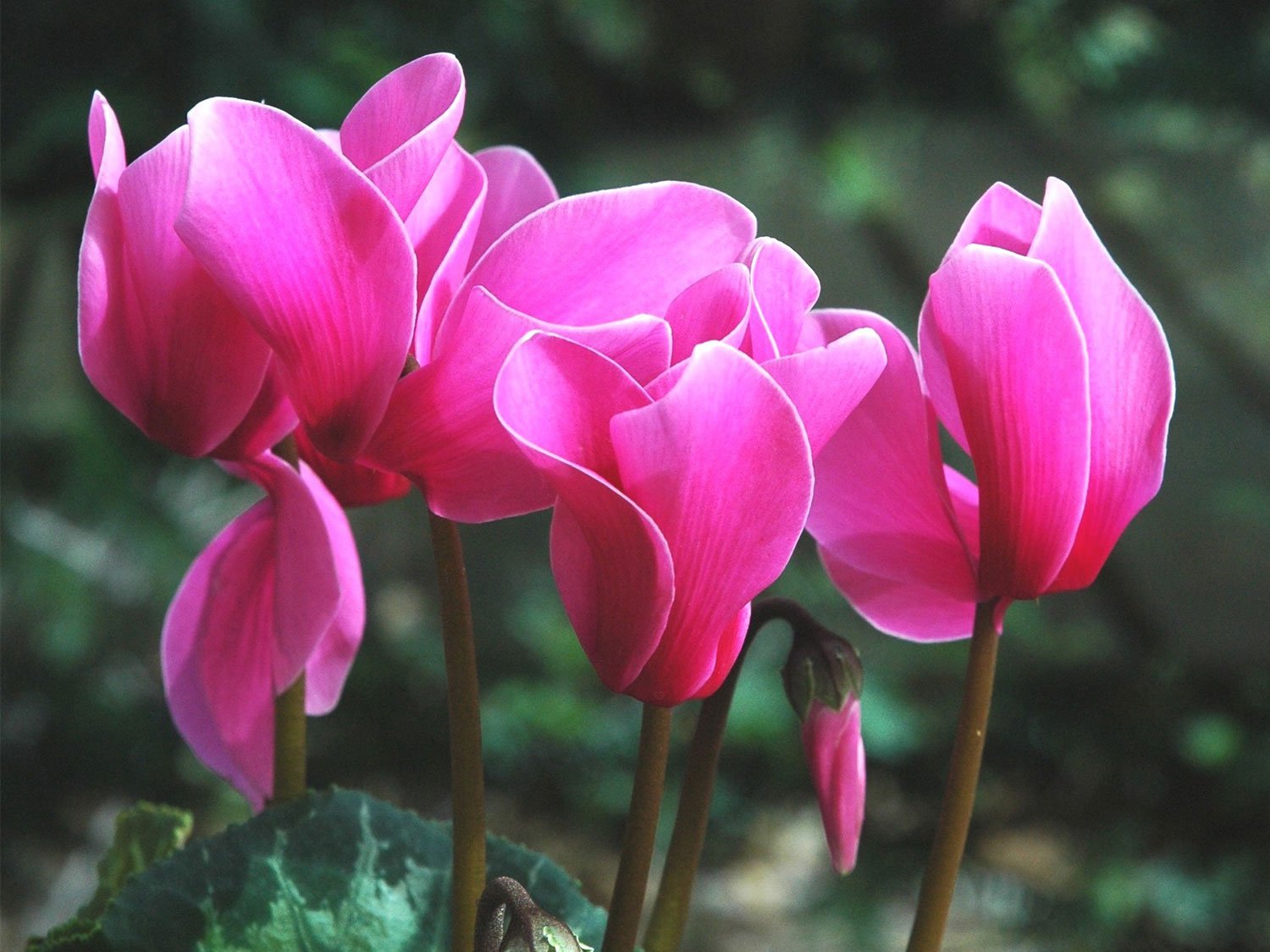 Cyclamen rose en fleur dans un jardin