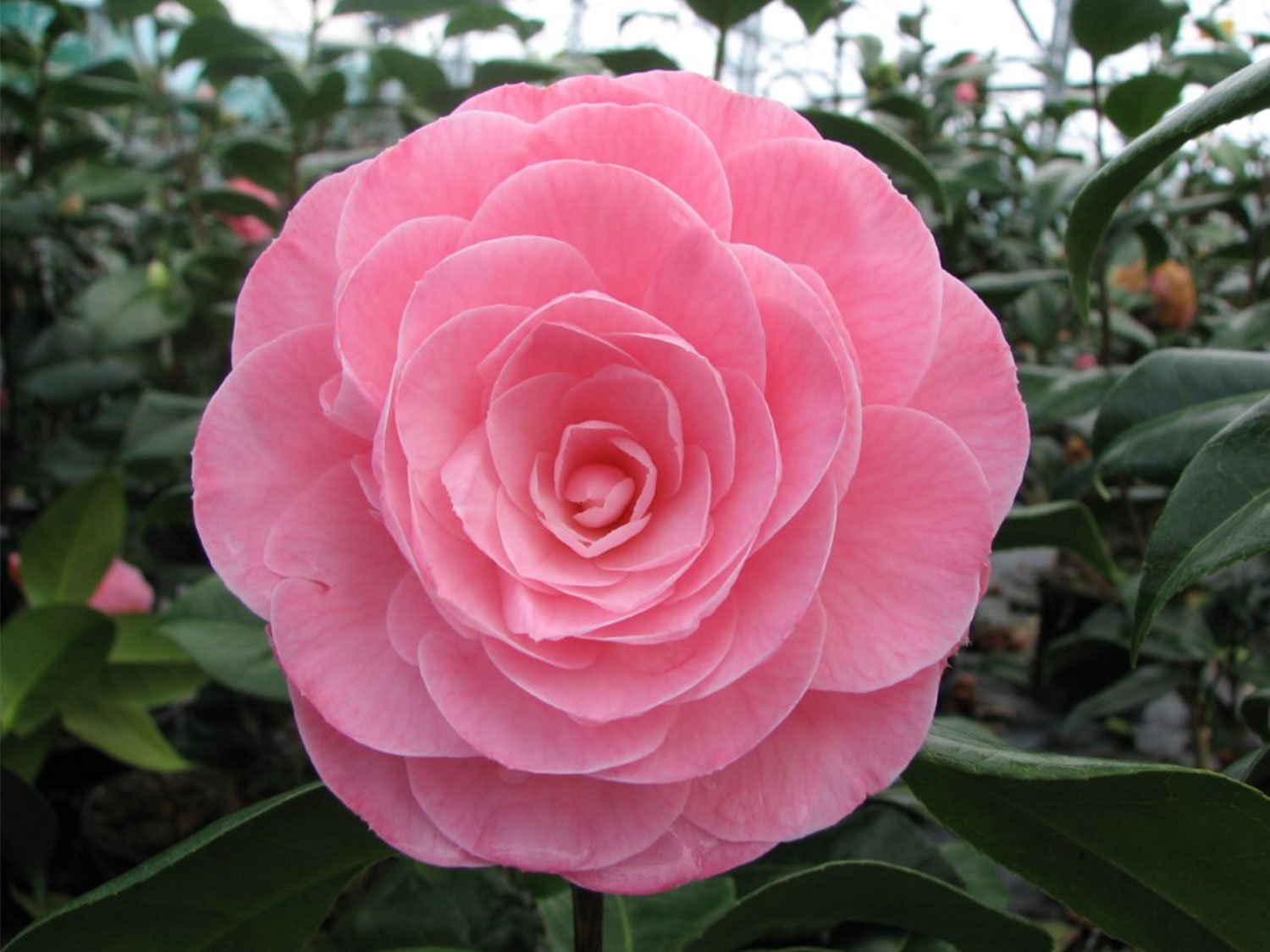 Camélia rose en fleur dans une pépinière