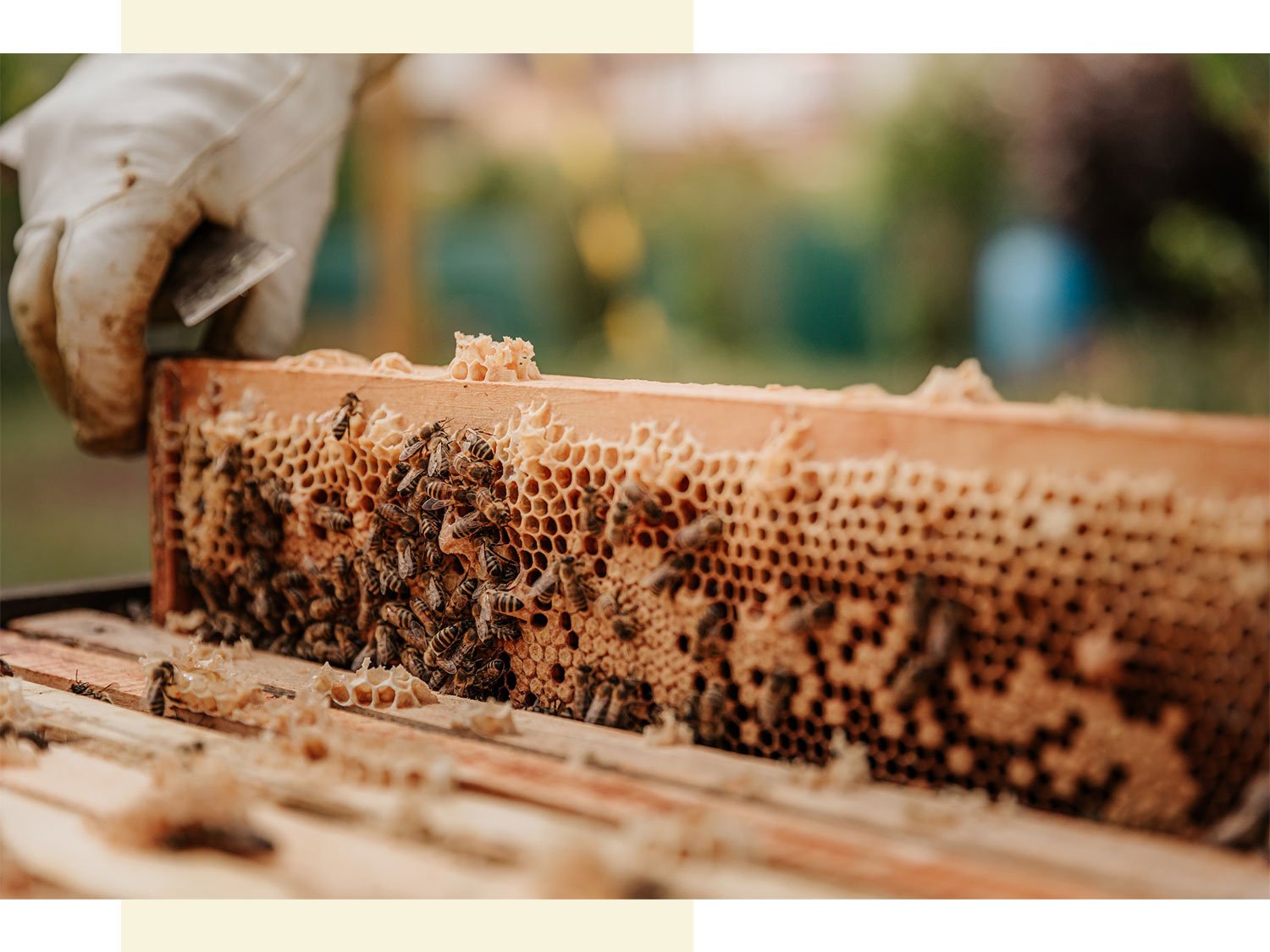 Apiculture et récolte de miel au rucher