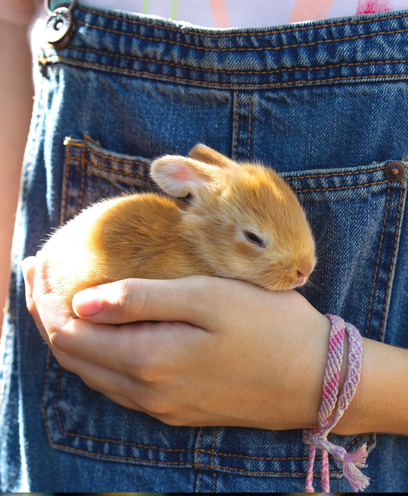 Un lapin dans une main d'enfant