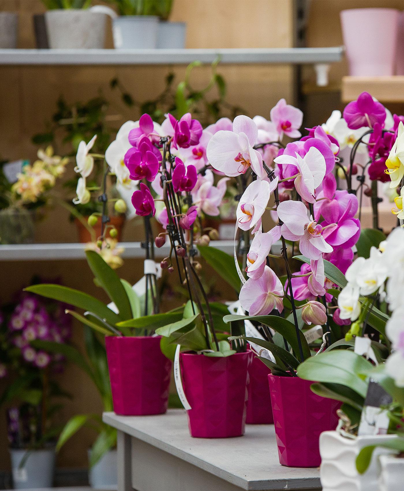 Orchidées phalaenopsis botanic