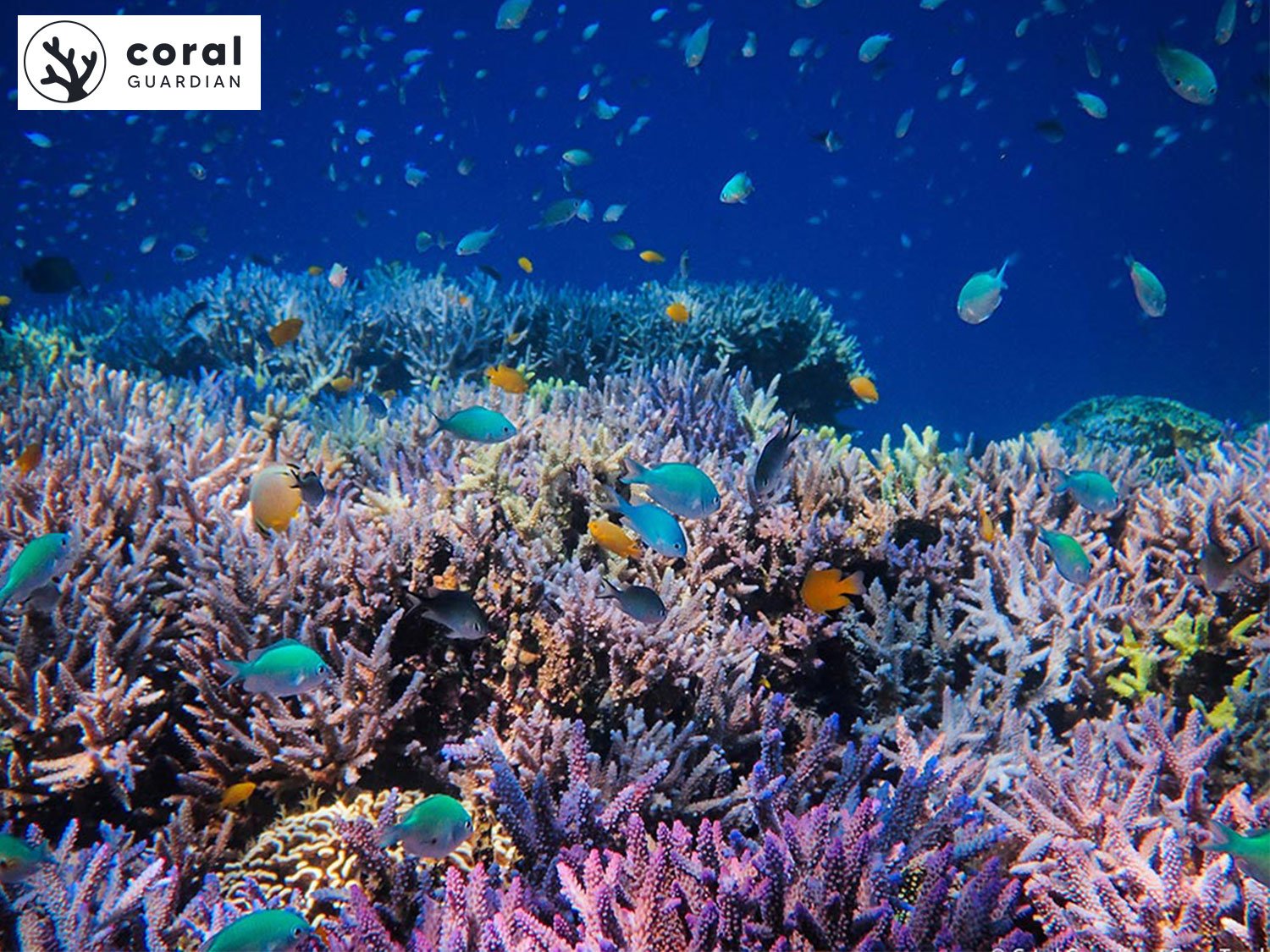 Coraux et biodiversité marine Coral Guardian
