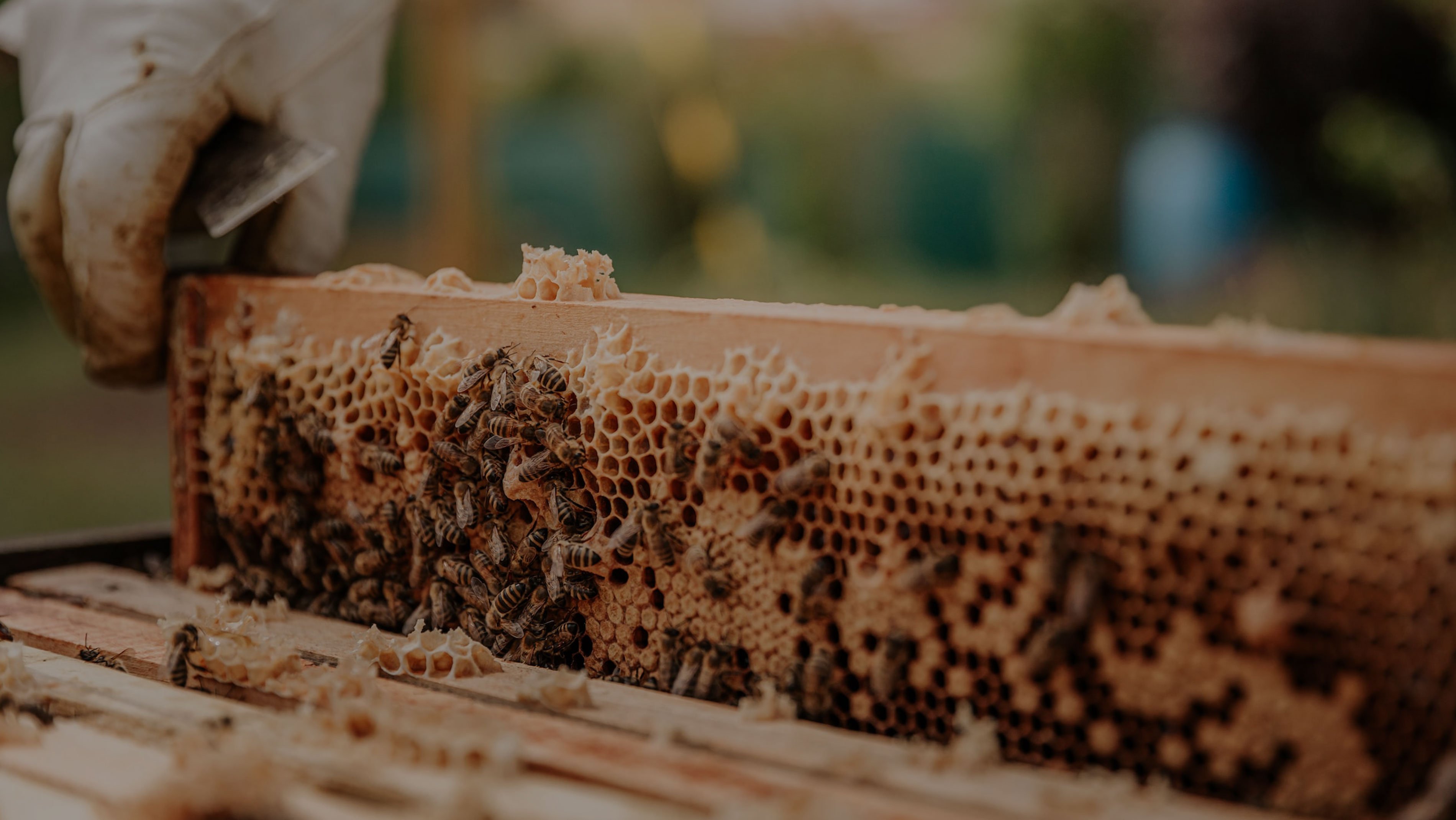 Apiculture et récolte de miel au rucher