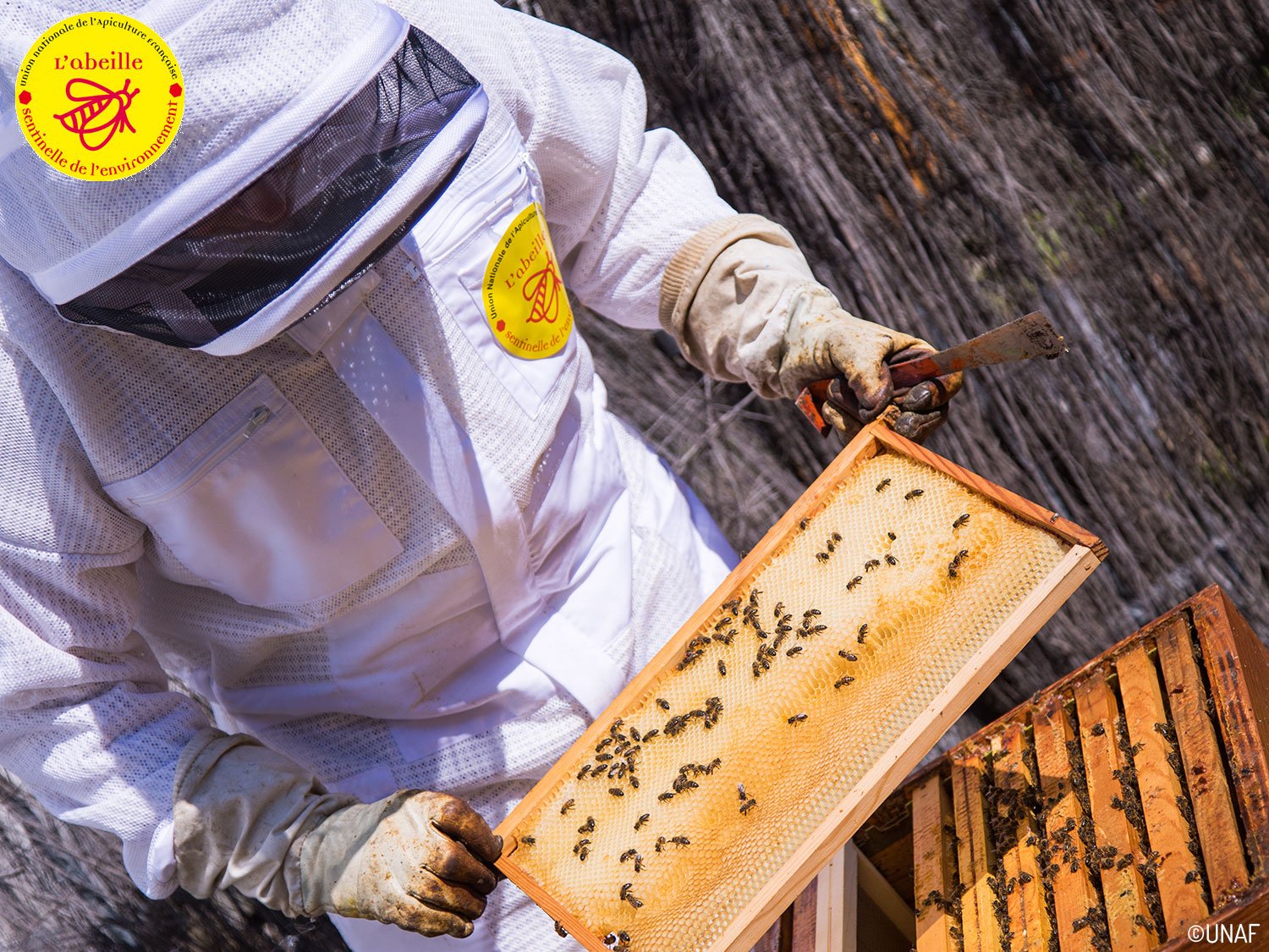 Apiculteur récolte du miel unaf