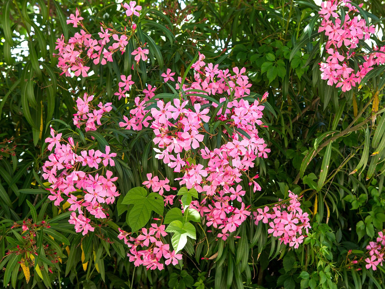 Un laurier rose en pleine floraison dans un jardin
