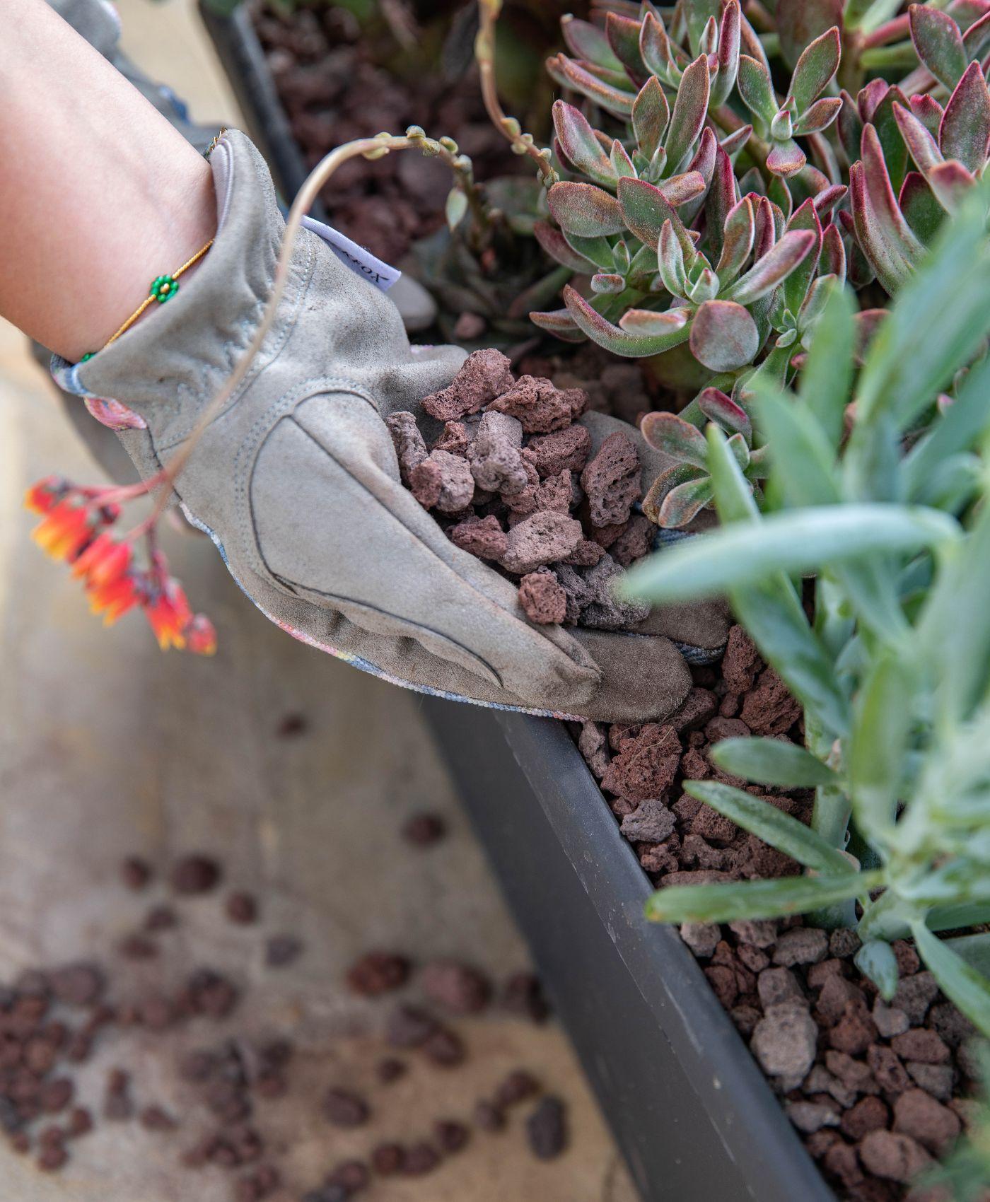 Une personne portant des gants qui est en train de verser u paillis, de la pouzzolane dans un bac avec des plantes