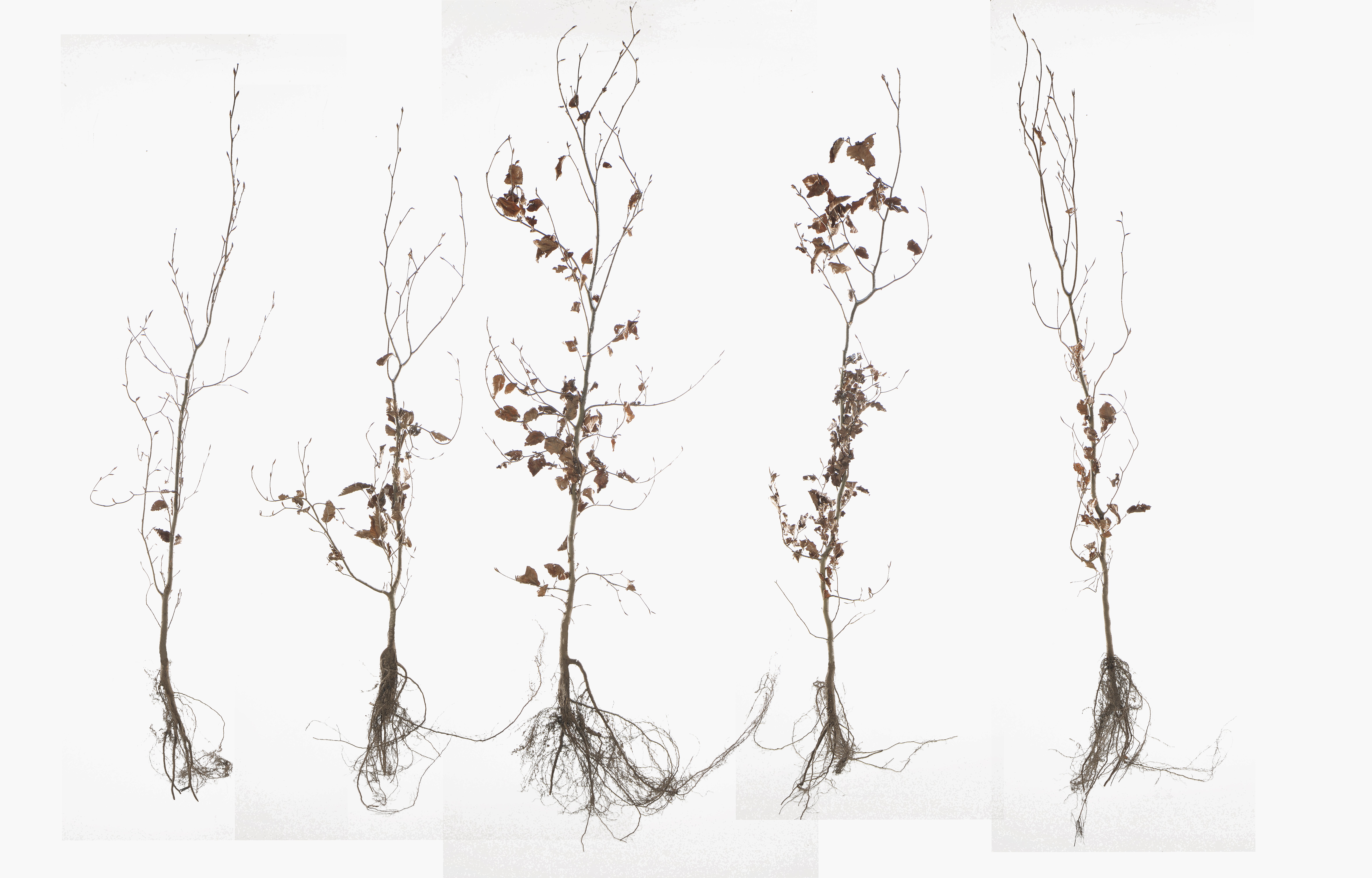 Un schéma d'arbres fruitiers à racines nues