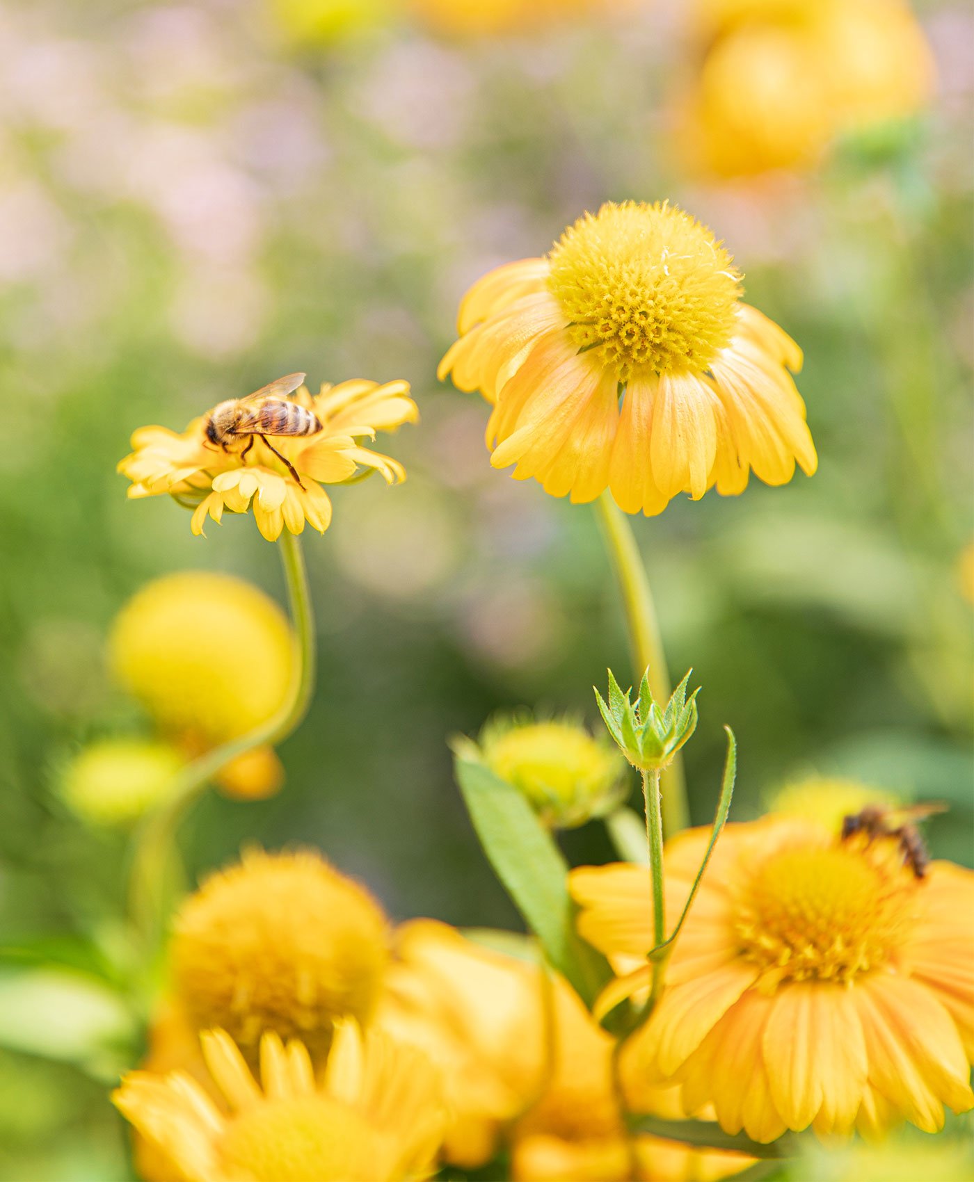 Une abeille butine une fleur dans un champs