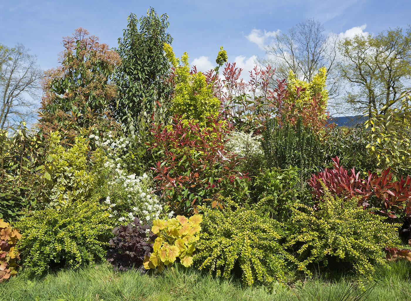 Variété d'arbustes botanic® pour haies vives favorisant la biodiversité