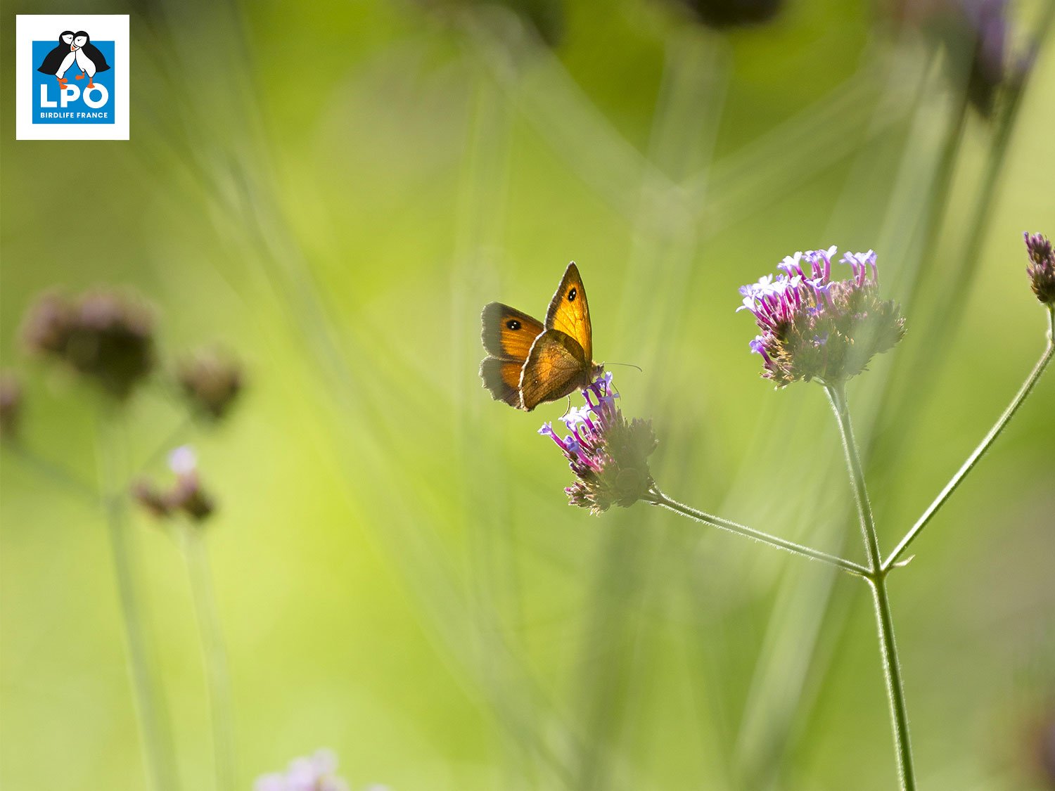 Un papillon butine une fleur dans une prairie