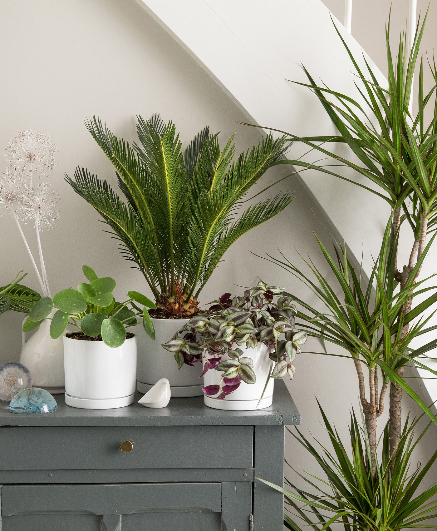Des plantes faciles posés sur un meuble d'entrée