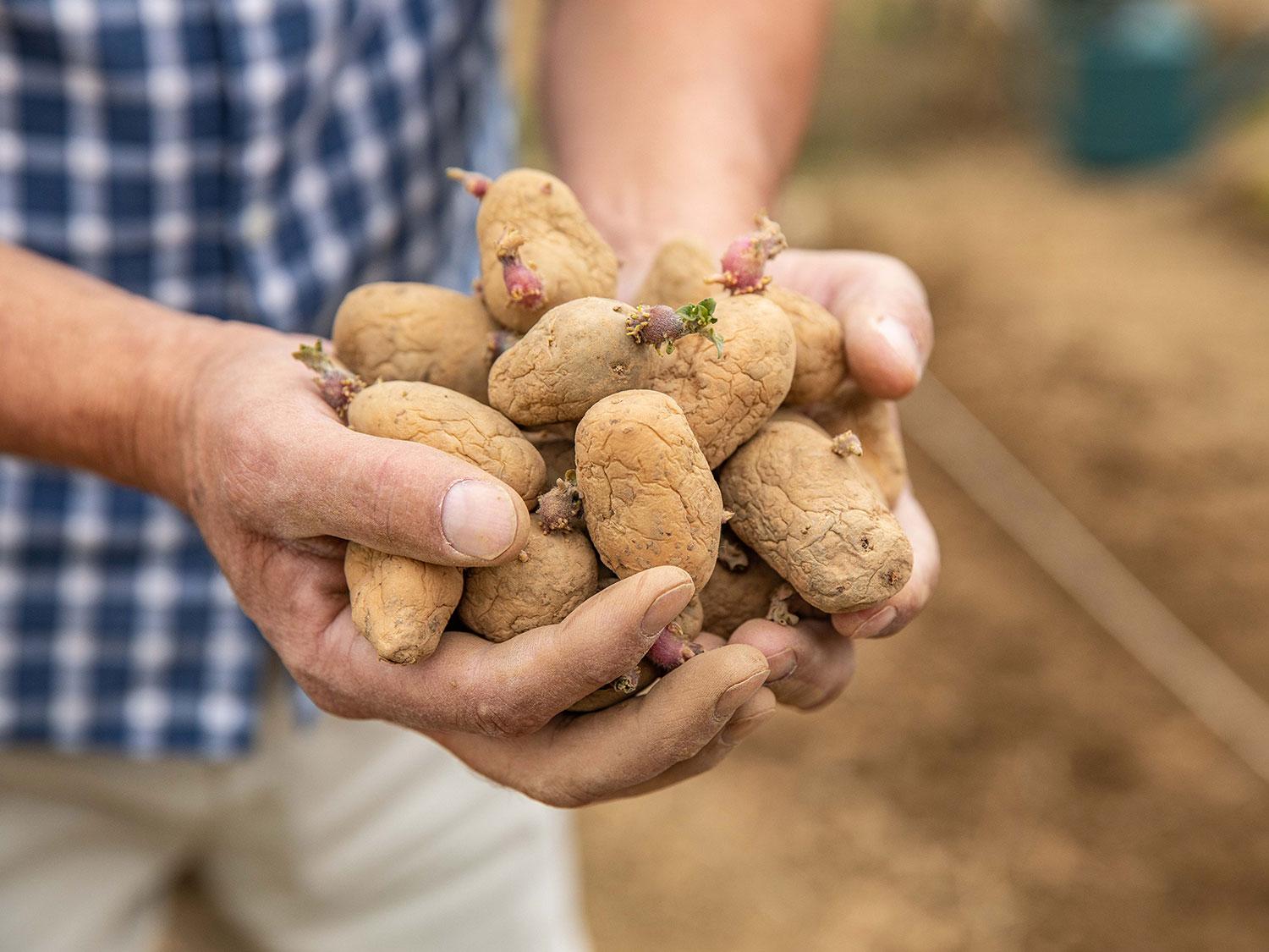 Un homme tient des pommes de terre pré-germées botanic®