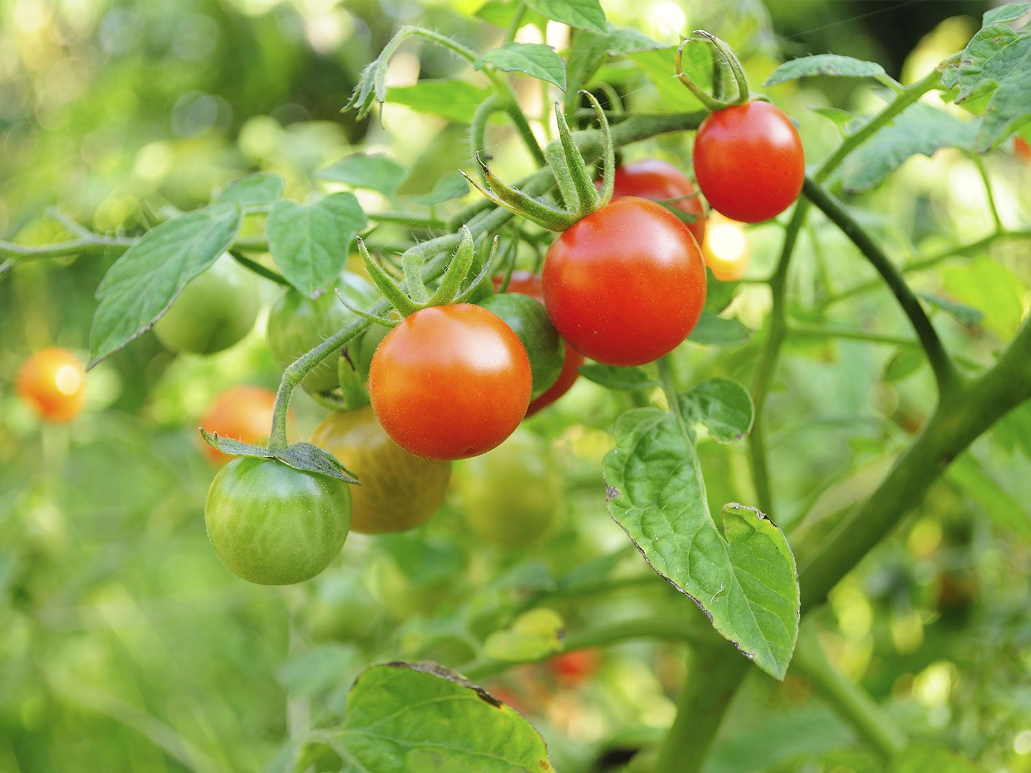 Plant de tomates cerises au potager