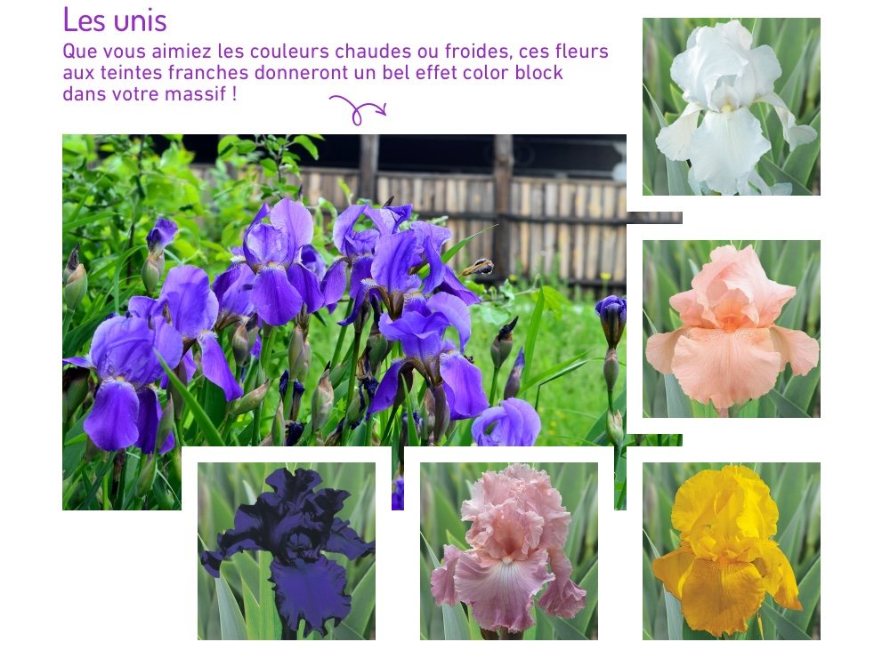 Variétés d'iris aux couleurs unies