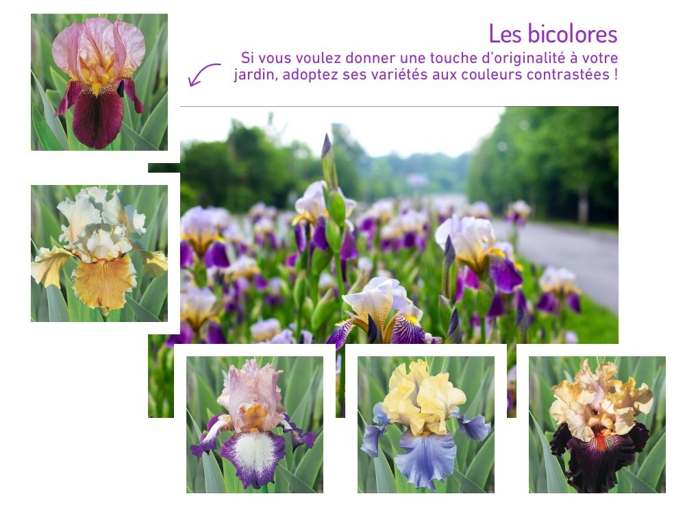 Des iris de variété bicolore
