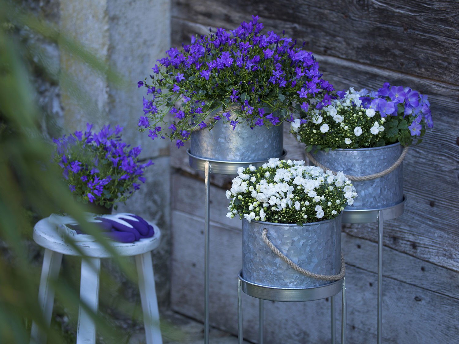 Des campanules violet et blanc dans des pots en métal