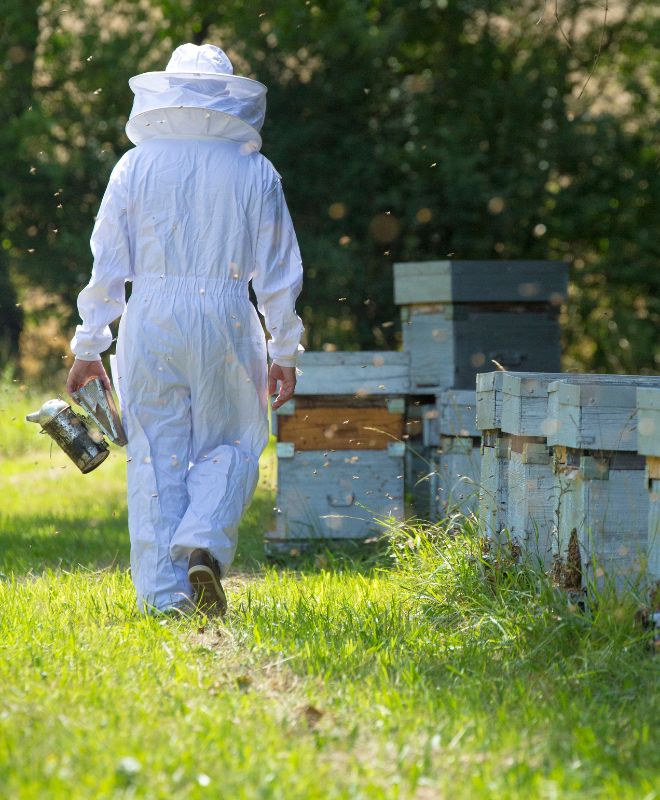 Un apiculteur se dirigeant vers ses ruches
