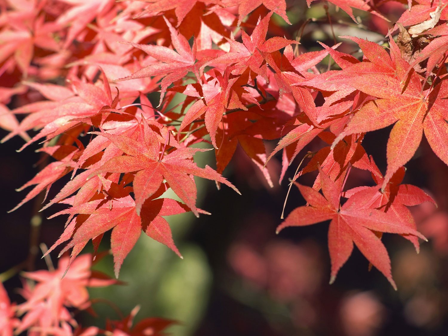 Un érable du Japon aux feuilles rouges