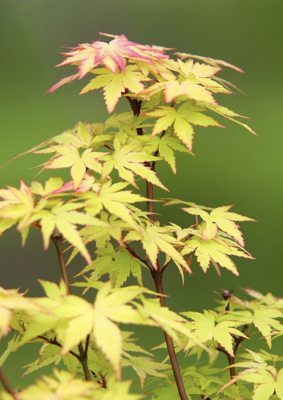 Un érable du Japon aux feuilles vertes rougissantes