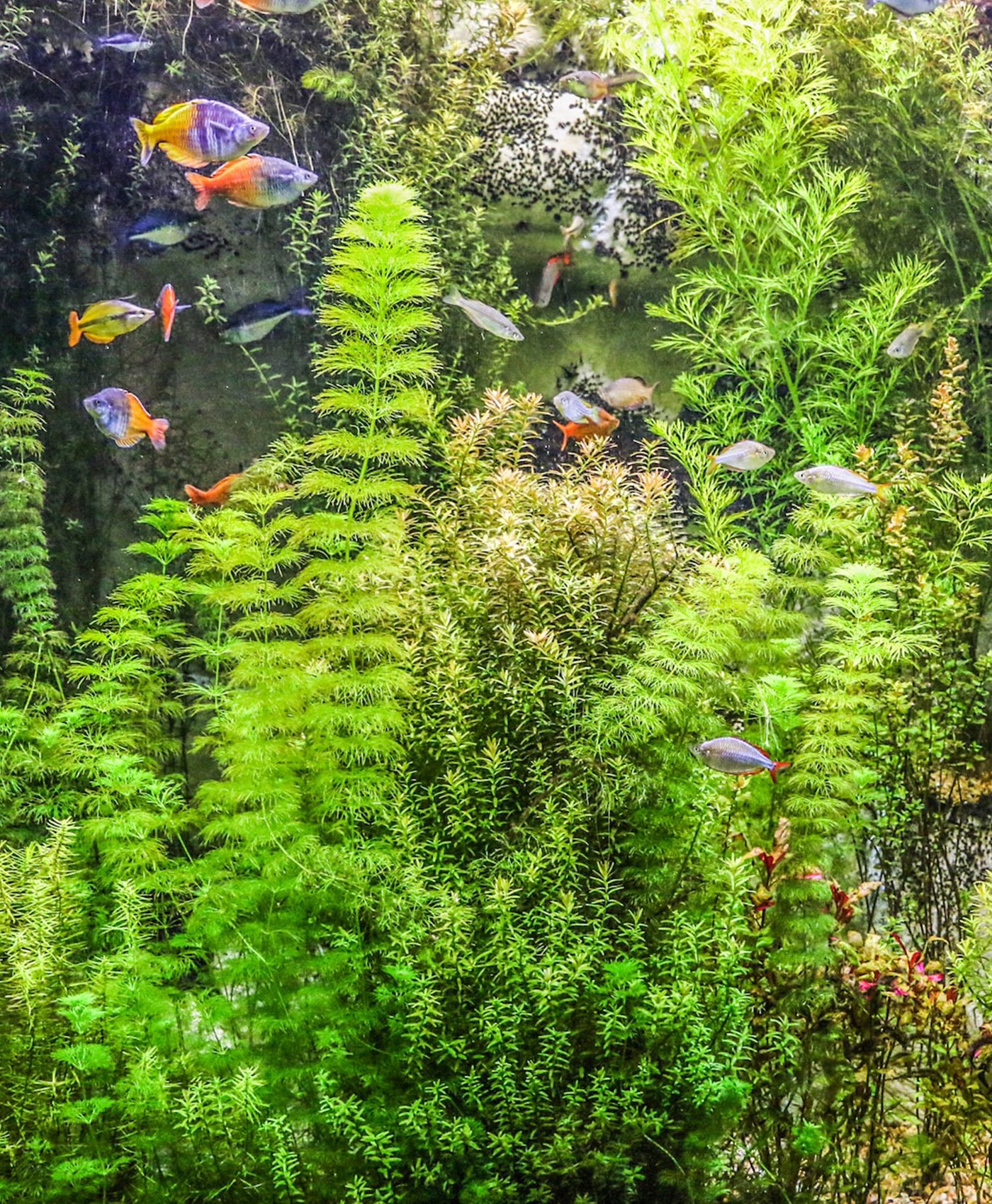 Nombreuses variétés de plantes aquatiques dans un aquarium