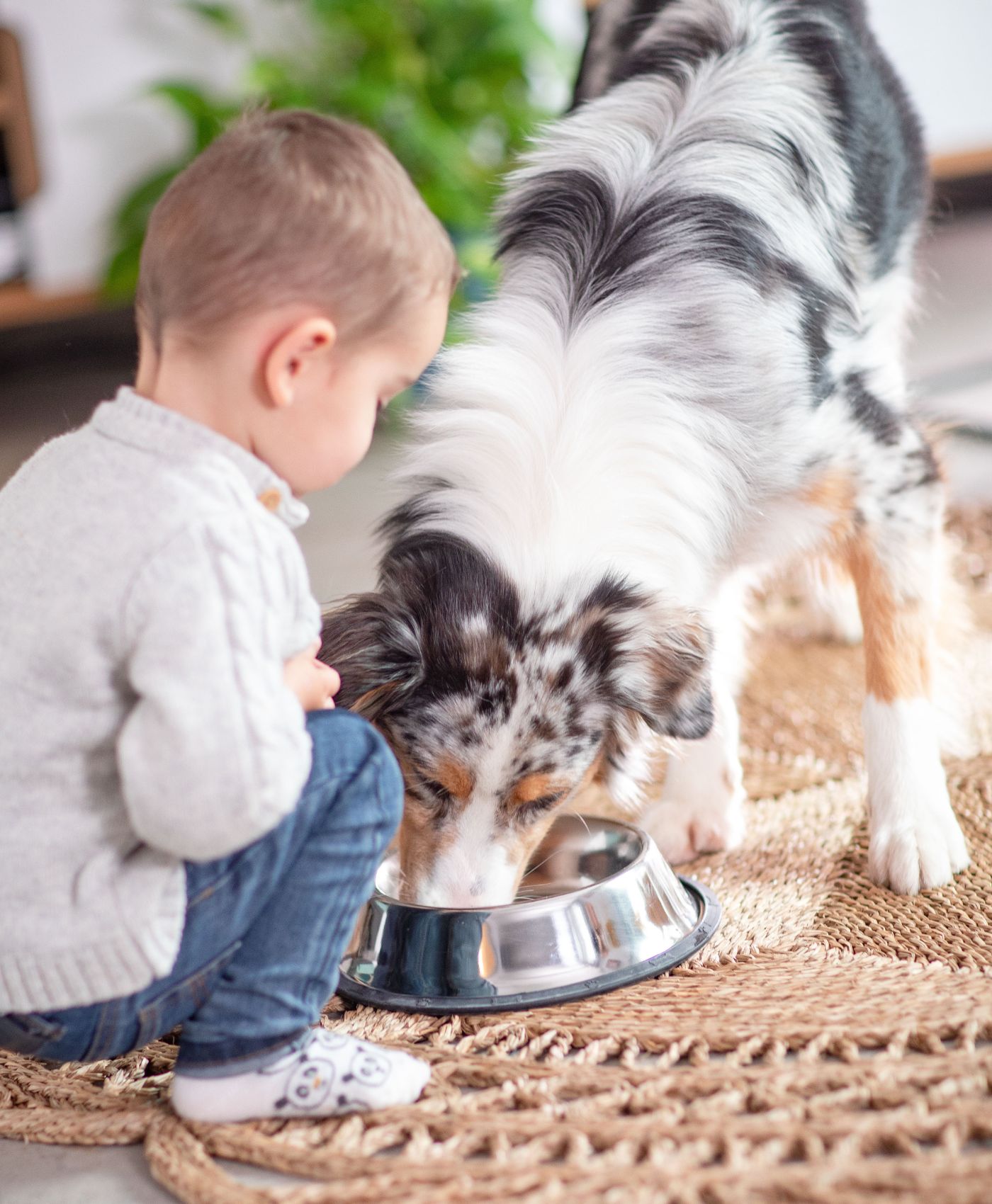 Un enfant en train de nourrir un chien