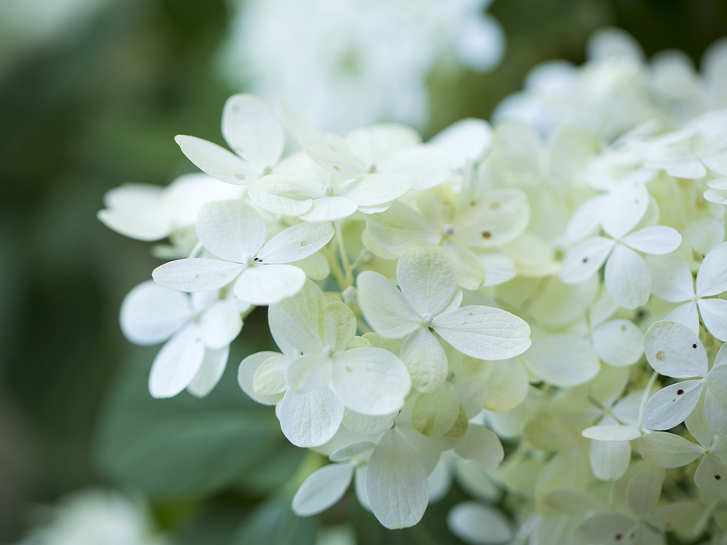Zoom sur des fleurs blanches de lilas