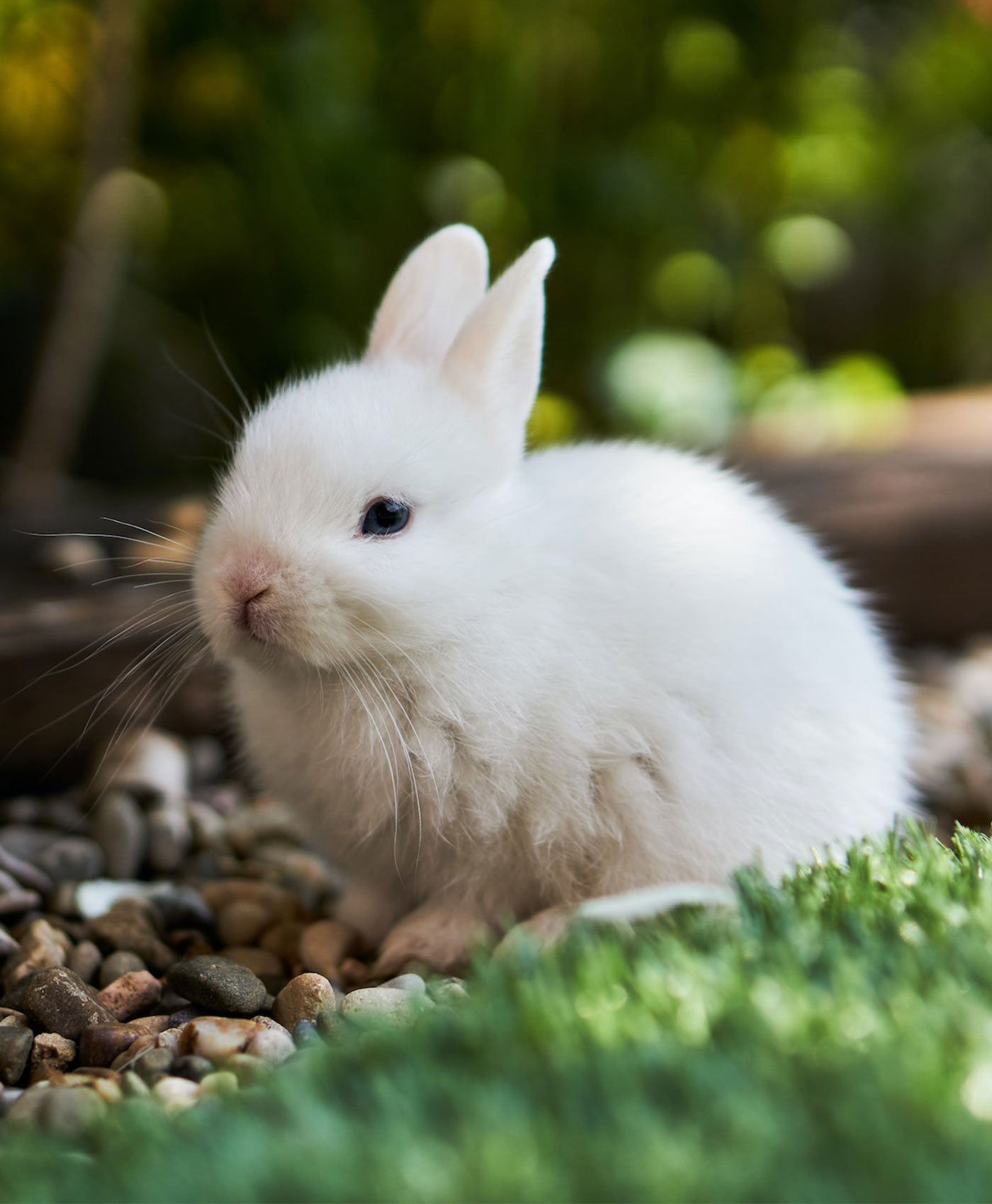 Un petit lapin blanc en extérieur dans un jardin
