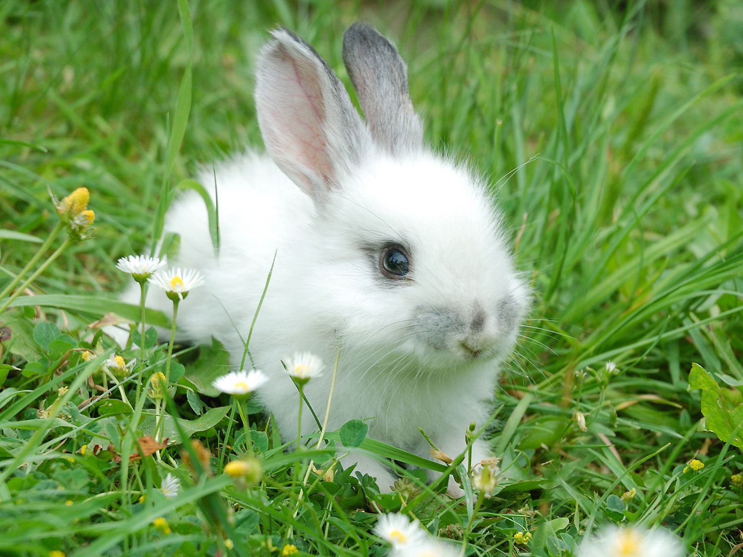 Un bébé lapin dans un jardin