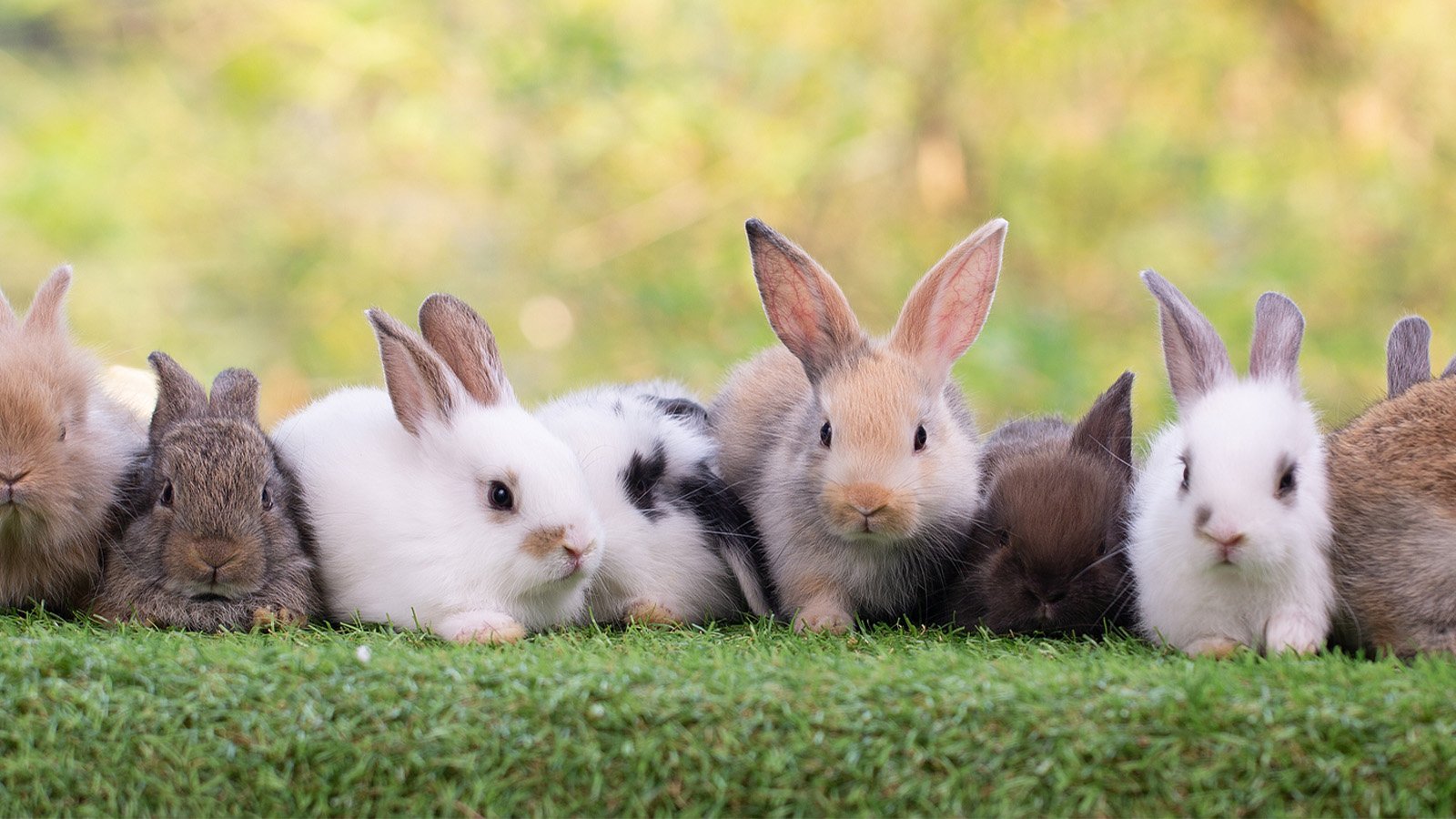 Les différentes races de lapins