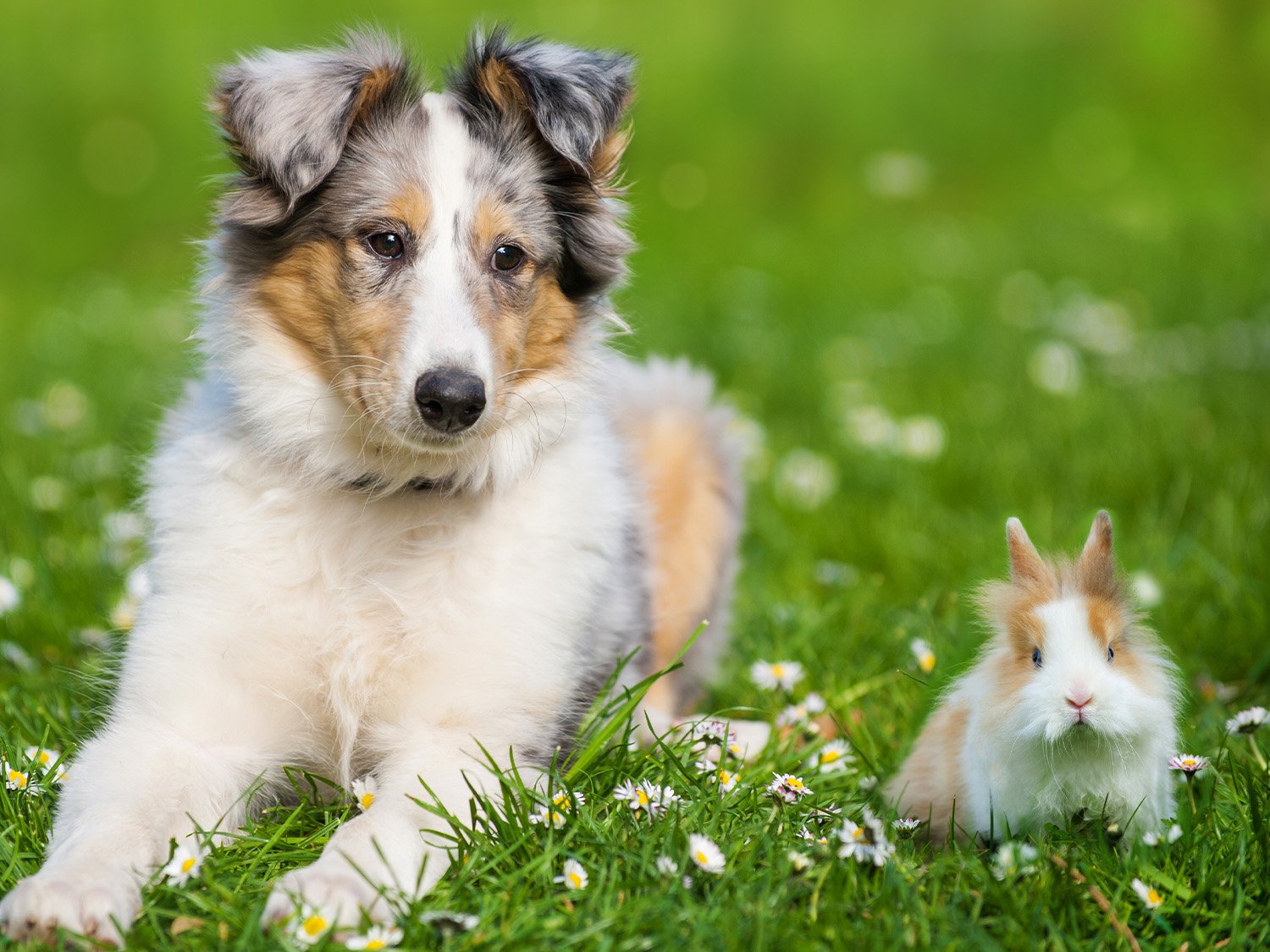 Un chien et un lapin côté à côté