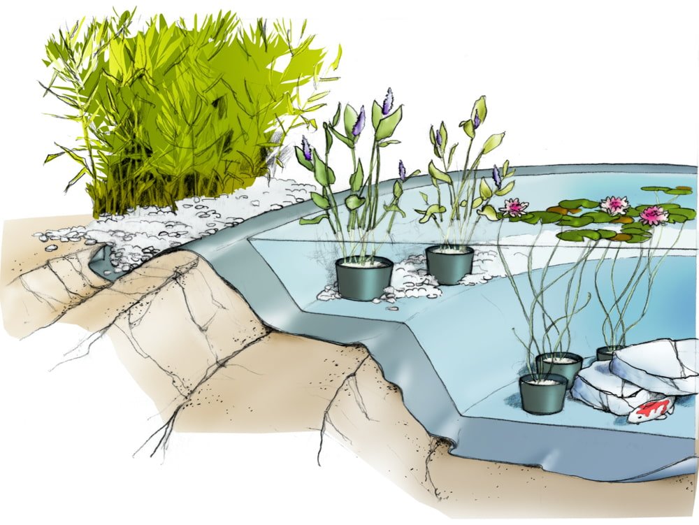 Schéma d'un jardin aquatique