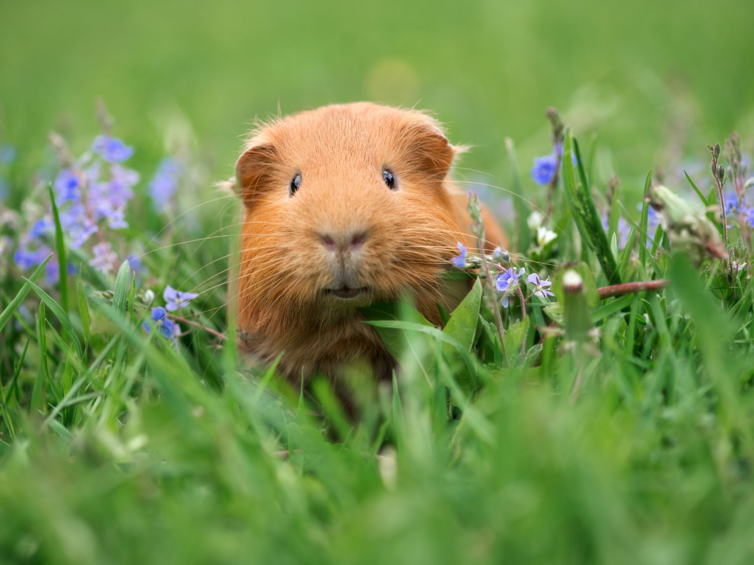 Un cochon d'inde ou cobaye marron dans l'herbe