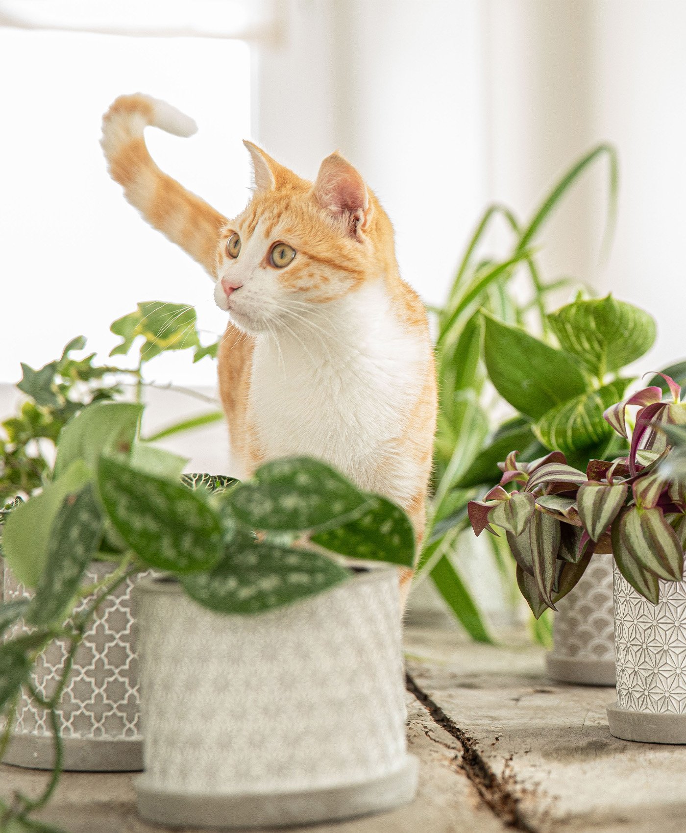 Un chat devant des plantes vertes