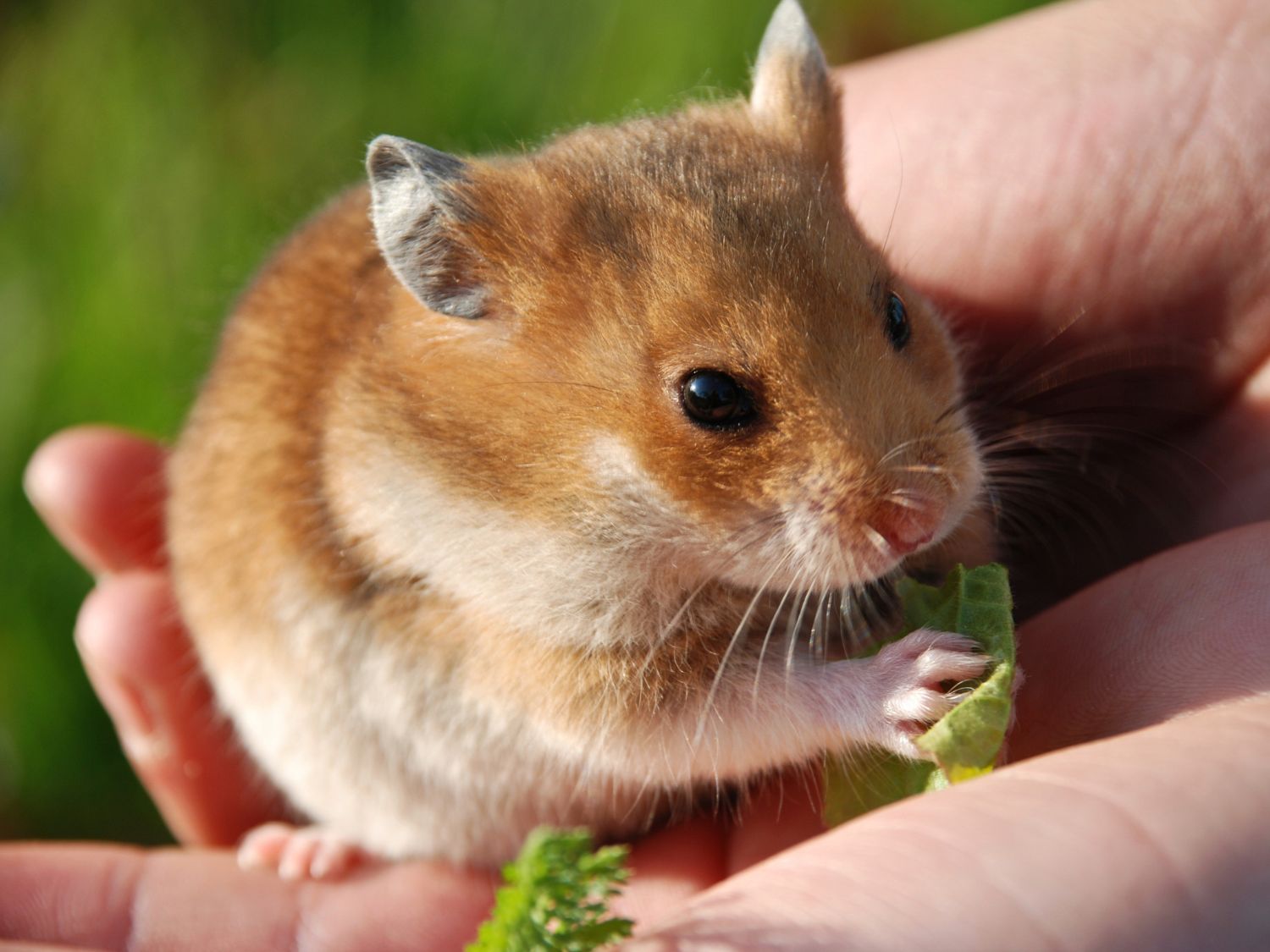 Un hamster qui mange entre les mains de son propriétaire