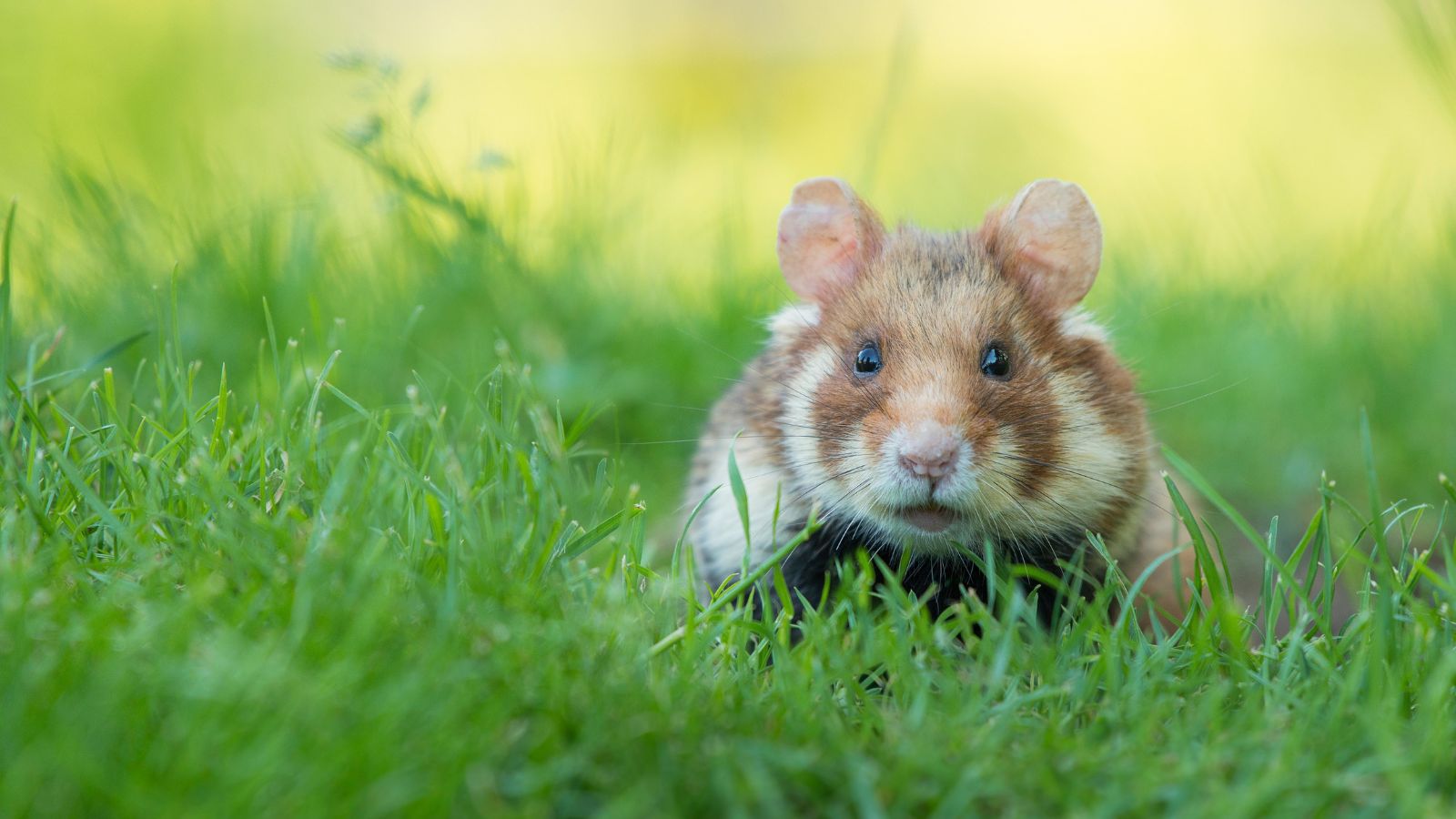 Un hamster dans l'herbe