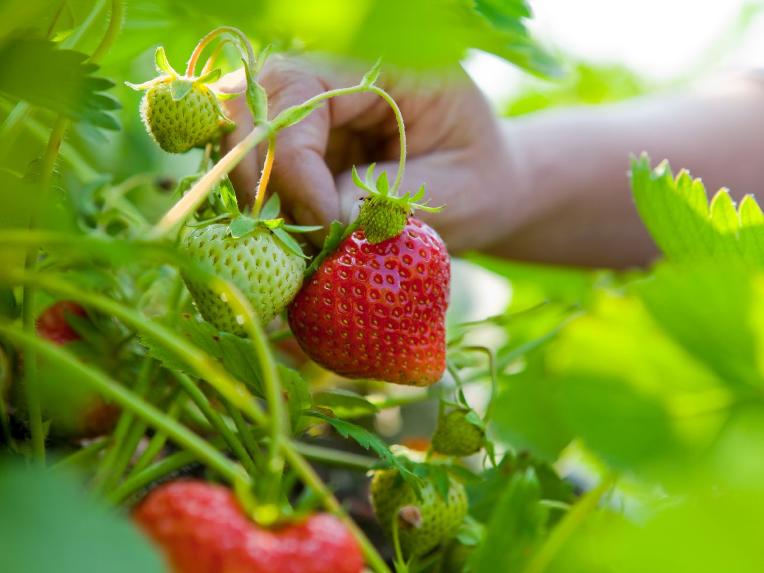 Une personne en train de récolter des fraises