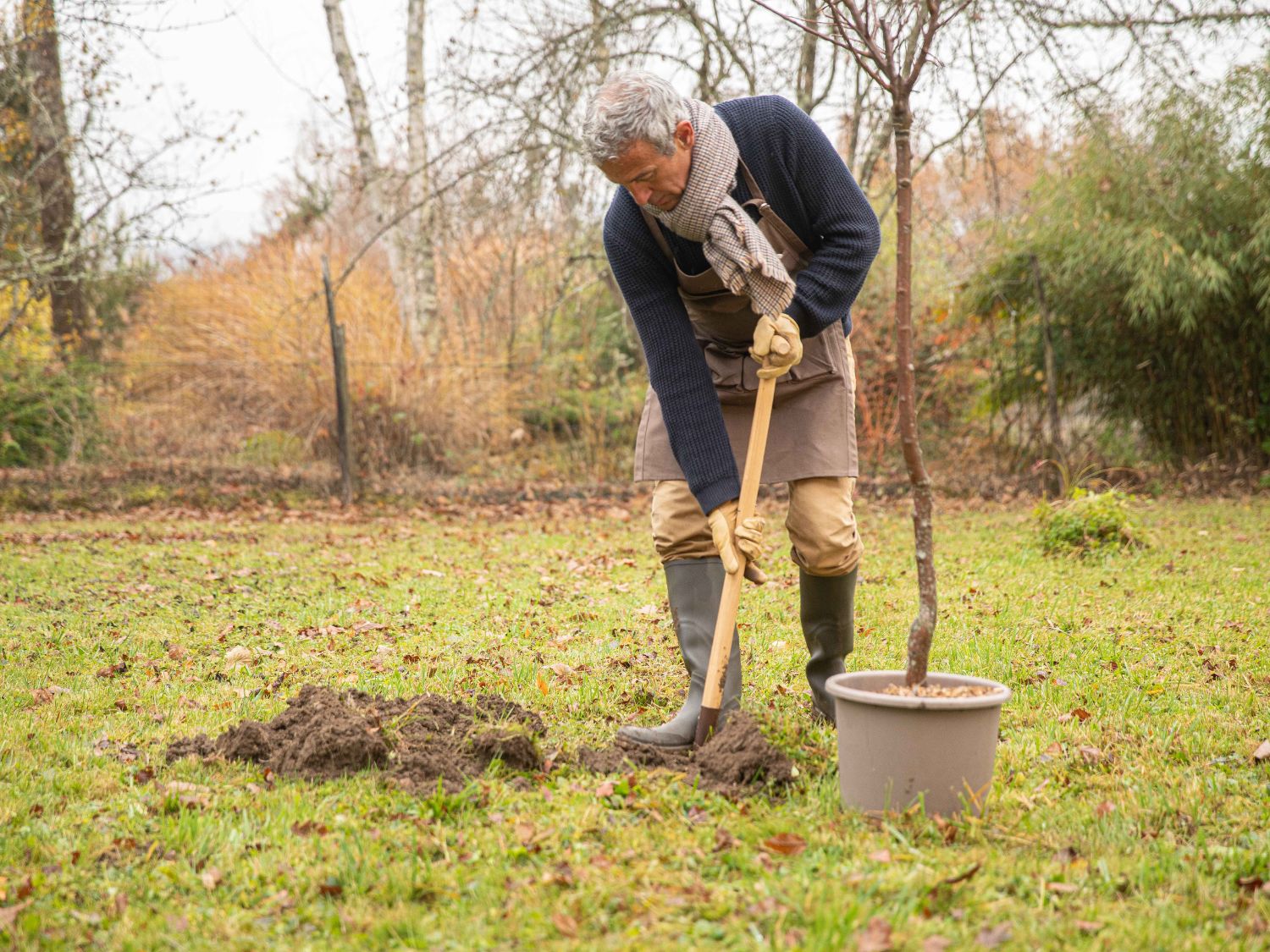 Un homme en train de planter un arbre fruitier pendant la Saint Catherine