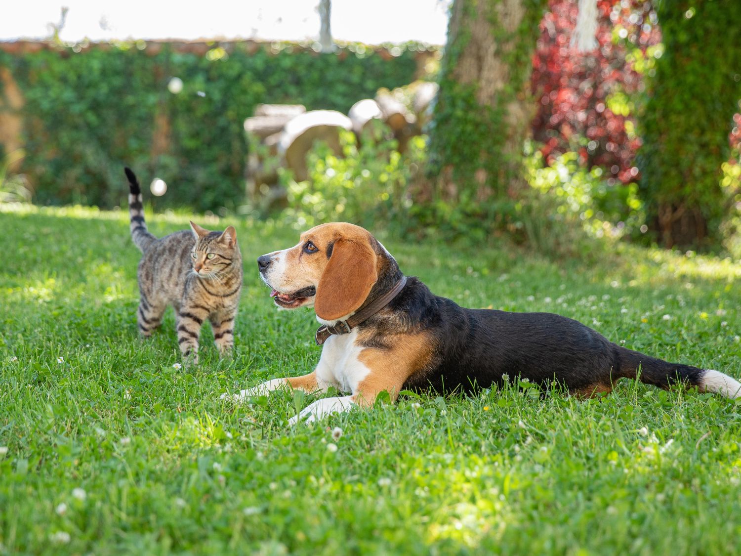 Un chat et un chien dans un jardin en été