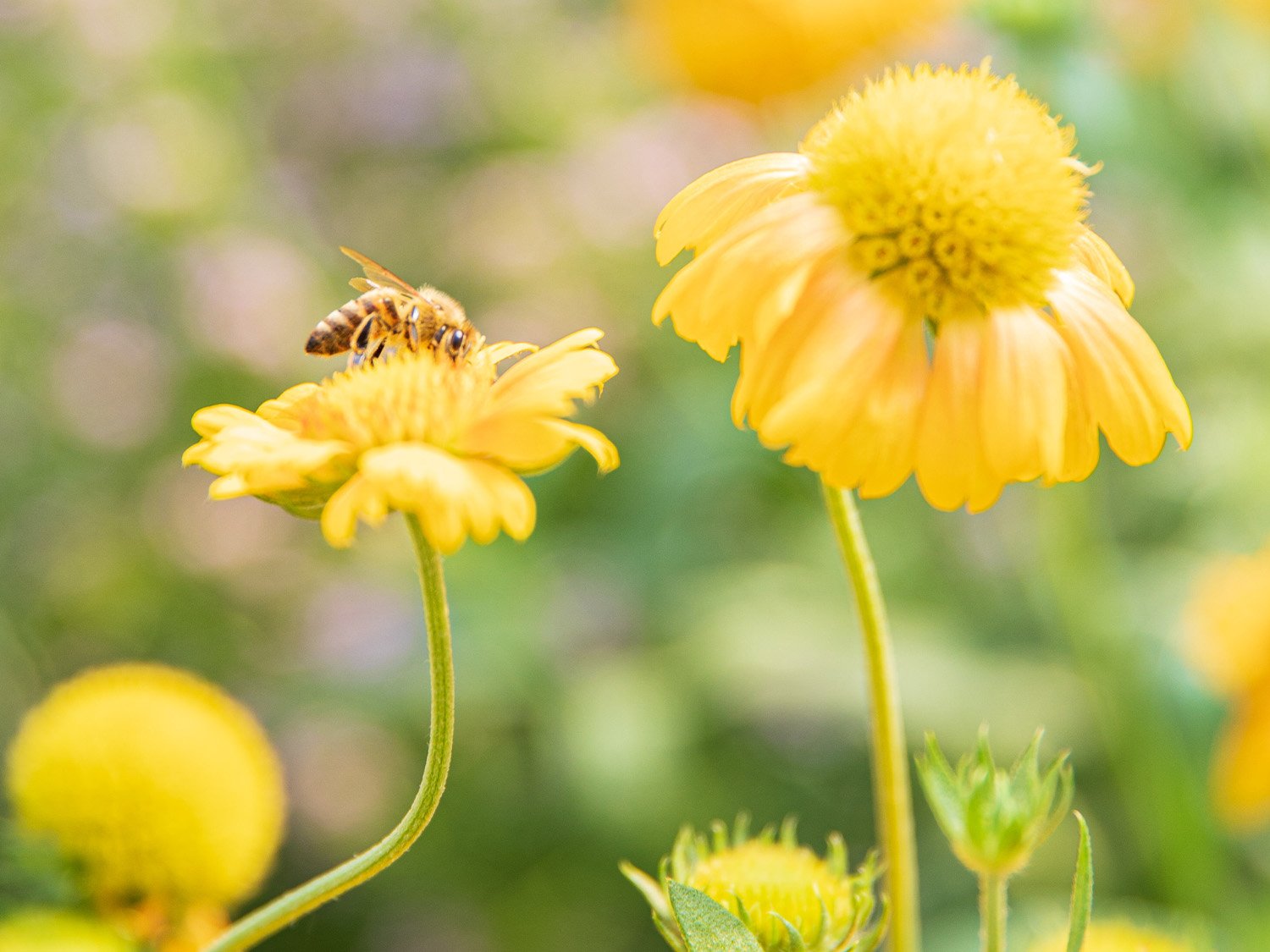 Une fleur de couleur jaune avec une abeille dessus