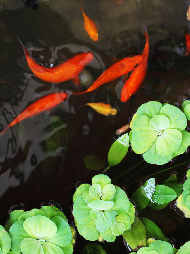Des poissons, carassins rouges dans un bassin