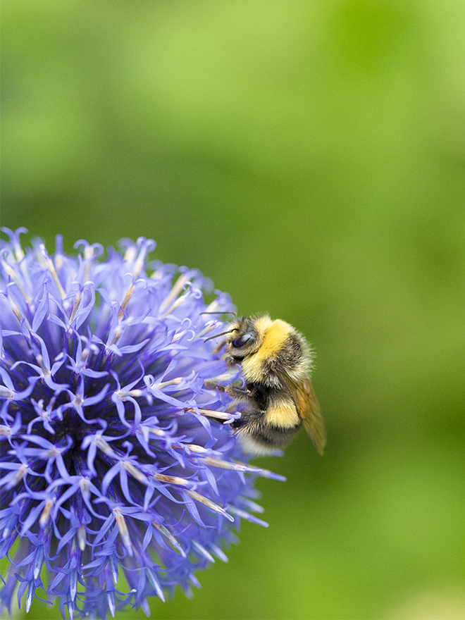 Conseils botanic® Objectif pollinisation accueillir les bourdons dans le jardin