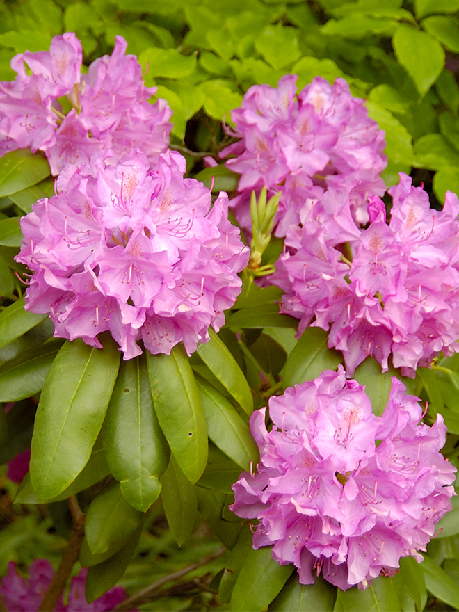 Conseils botanic® Planter et entretenir le rhododendron et l'azalée d'extérieur