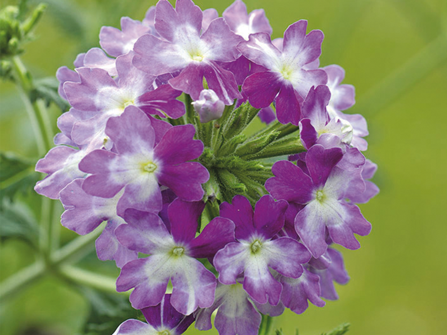 Zoom sur les fleurs violettes d'une verveine hybride