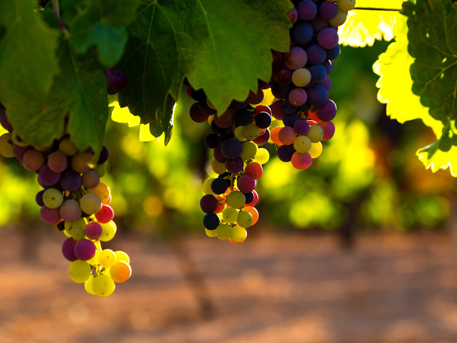 Des raisins noirs et blancs en grappe dans un vignoble