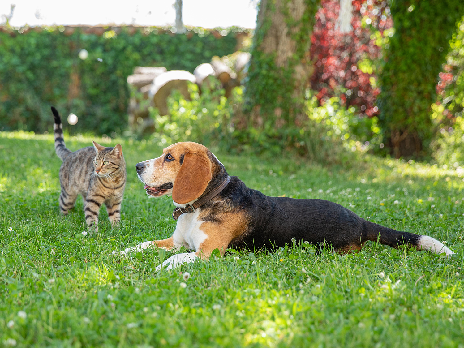 Un chien et un chat ensemble dans un jardin
