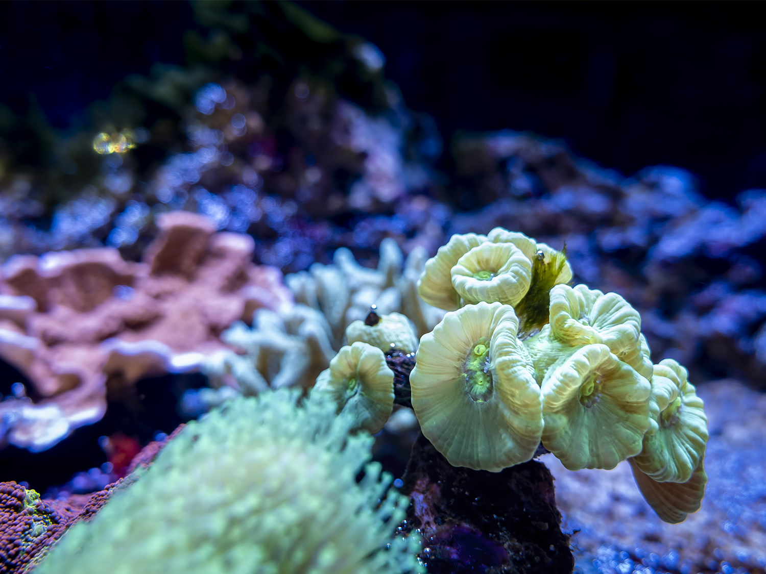 Des coraux de fond marin