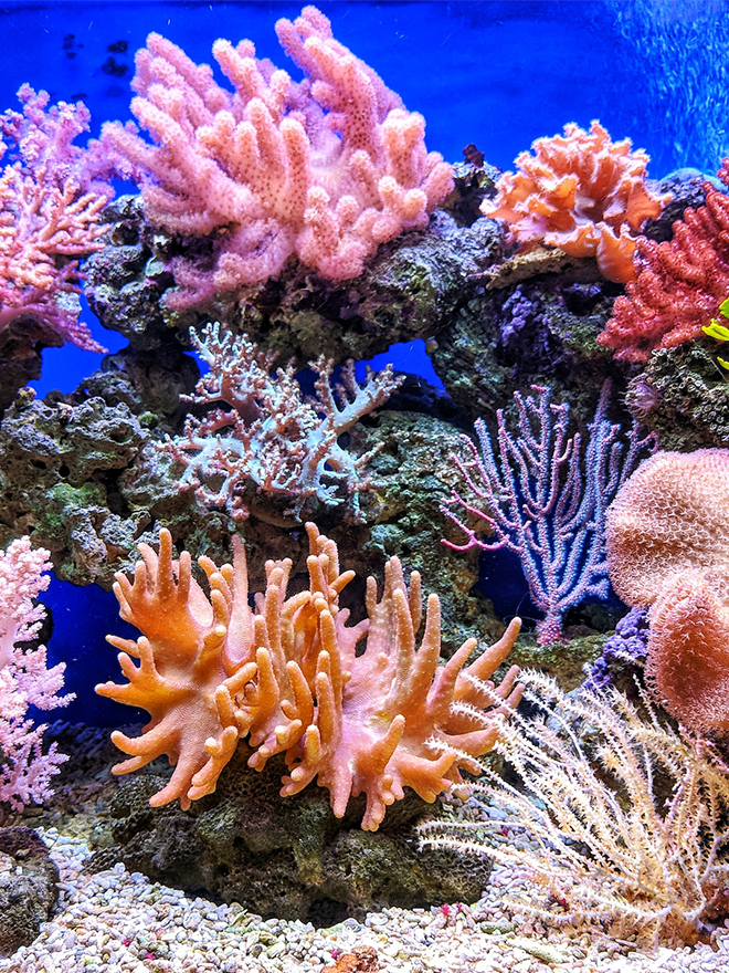Conseils botanic® Corail cultiver et protéger ce précieux joyau des mers