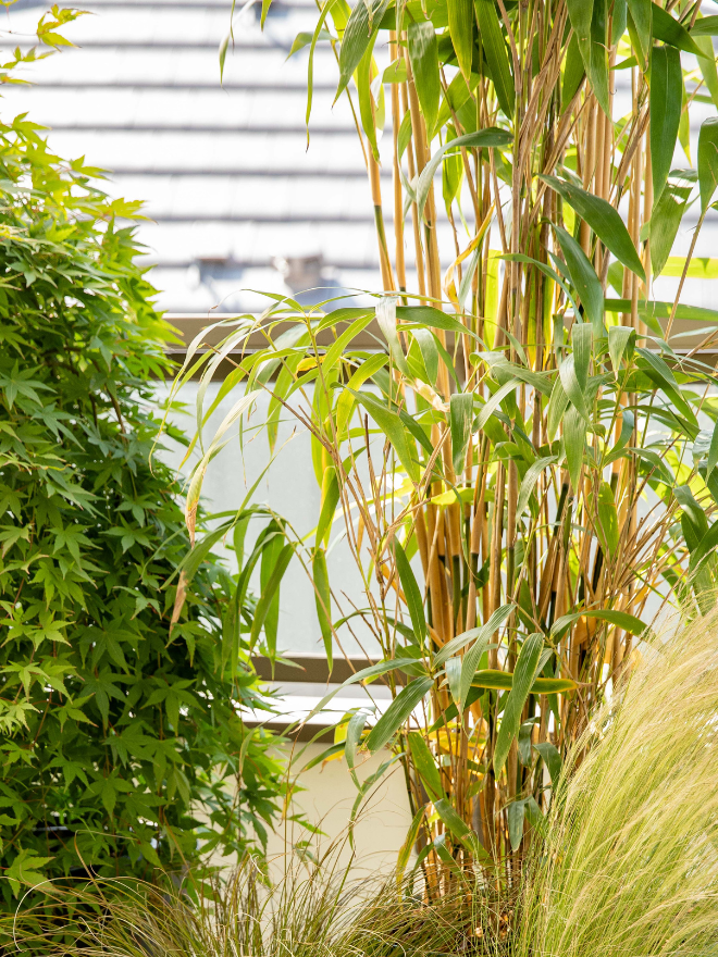 Un zoom sur un bambou en terrasse